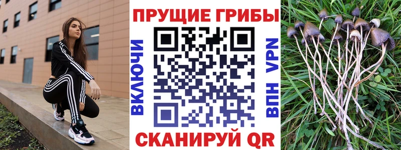 сколько стоит  Краснотурьинск  kraken ТОР  Галлюциногенные грибы Magic Shrooms 